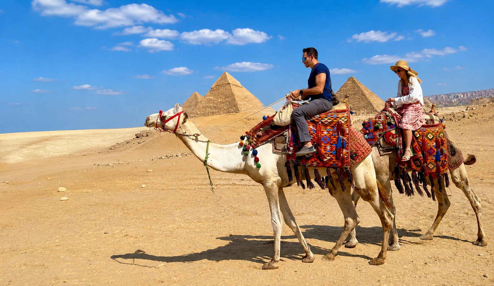 Camels in Egypt